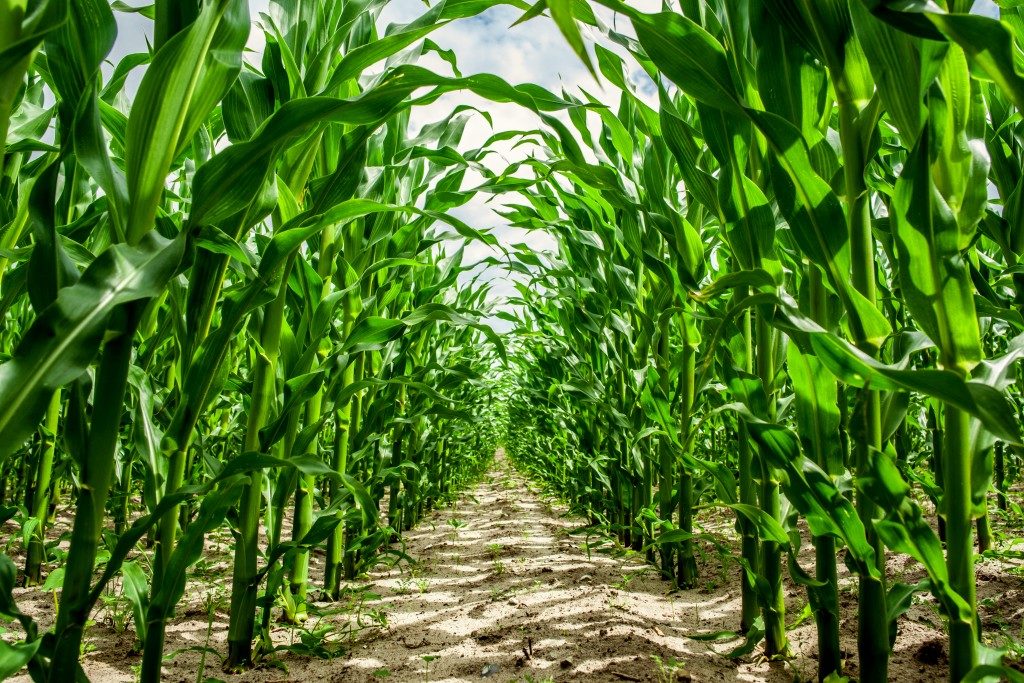High corn crops